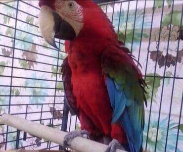 Грызуны: Срочно отдаём бесплатно красавца-попугая Ара в добрые руки! Уезжаем — 2