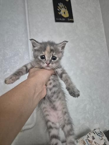 Животные: Котята-домоседы, короткошёрстные, окрас табби/черепаховый. - Возраст — 1