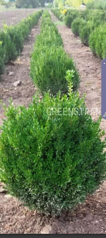 фикус гулу жонундо маалымат: Самшит (Buxus) в контейнере - Компактный вечнозелёный куст с плотной — 6