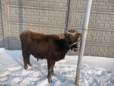 алатоо коровы: Продаю | Тёлка | На откорм | Привязанные — 1