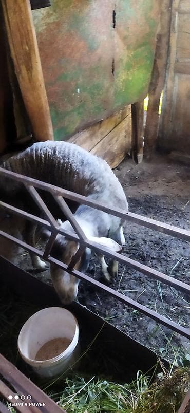 дикий кабан: Продаю | Баран (самец) | На забой | Кастрированные — 4