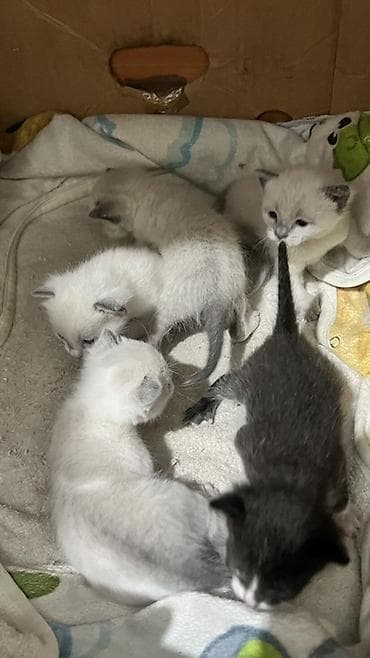 белый кот: Кошка даром: Сиамская, 2 месяца, Мальчик — 4