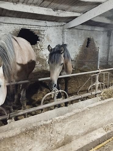 собаки сокулук: Сатам | Тай | Аргын — 4