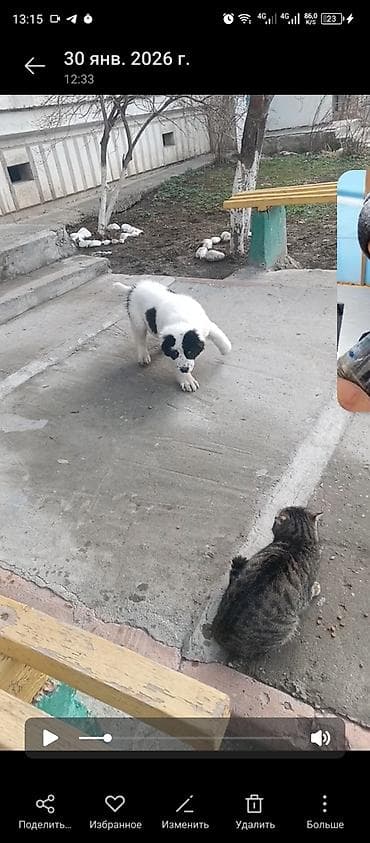 самоедская лайка: Щенок, дворняга средних размеров в будущем. Окрас белый с крупными — 3