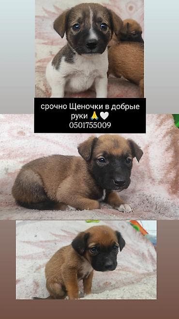 Срочно пристраиваются щенки в добрые руки, малышам негде жить