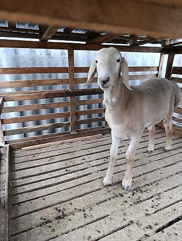 кролики белый великан: Продаю | Ягненок | Арашан | Для разведения — 8