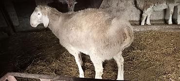 Продаю | Баран (самец) | Для разведения