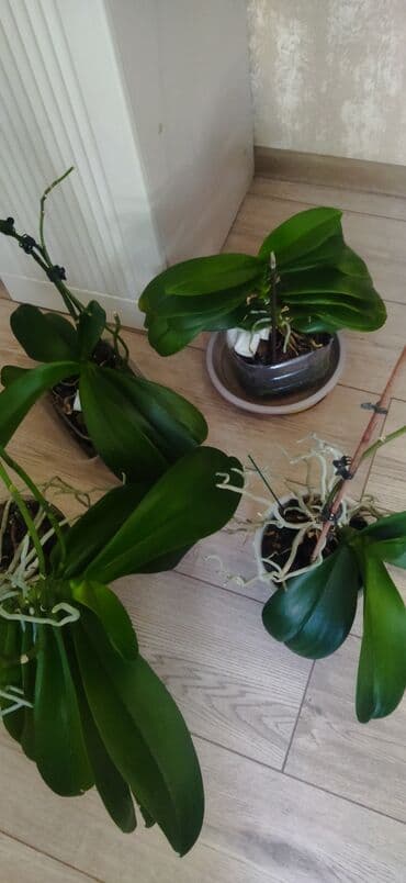 мицелий грибов: Орхидеи фаленопсис в прозрачных горшках. - Крупные взрослые розетки с — 1