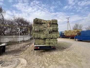 lexus 450d: Легкий грузовик, Mercedes-Benz, Стандарт, 3 т — 7