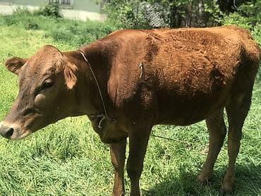 дойные корова: Продаю | Корова (самка) | Для молока | Привязанные — 1
