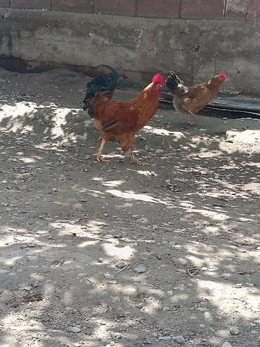 матки пчел: Продаю | Петух | Несушки — 1