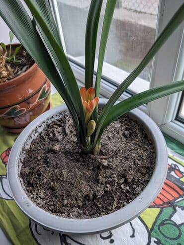 цветы ирис: Кливия. Начинает расцветать. Высота растения 40 см. Высота горшка 15 — 1