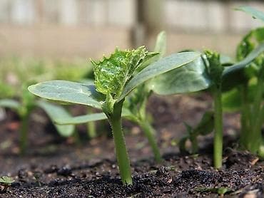 макулатура бумага: Выращиваем Саженцы любых видов сельскохозяйственных промышленностей — 2