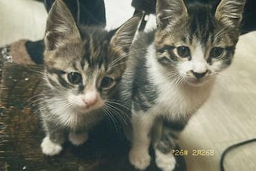 котята сиамской кошки: Котят к хорошим рукам,приучены к лотке — 1