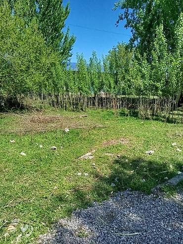 терек: Саженцы — 2