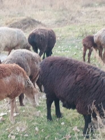 цены породистых собак: Сатам | Ургаачы кой (ургаачы) | Арашан | Көбөйтүү үчүн | Бооз — 8