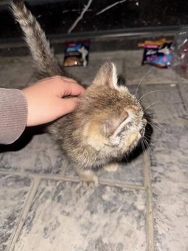 где можно приобрести котенка: Кошка даром: Беспородная, 2 месяца, Девочка, Приучена к лотку — 5