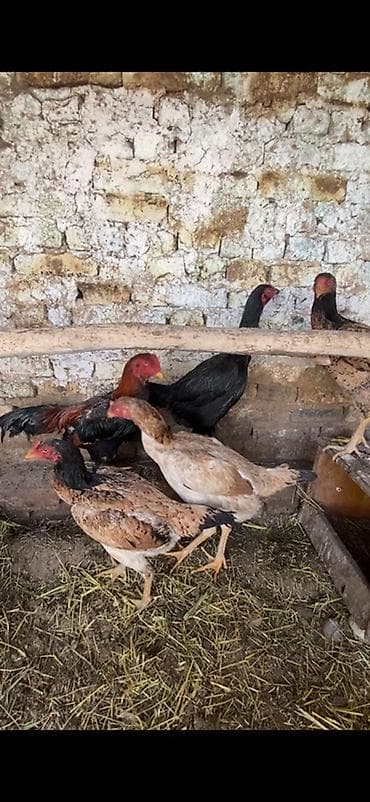 сова живая: Продаю | Куры | Бойцовая | Для разведения — 1