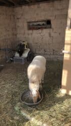 мопсы цена: Продаю | Овца (самка) | Полукровка | На забой, Для разведения — 2