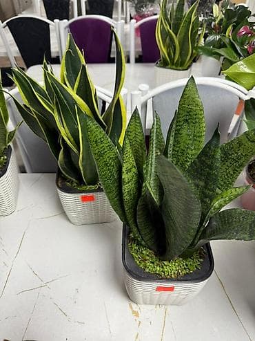 Комнатные растения в горшках – готовые композиции для дома и офиса