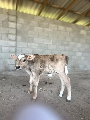 кошка породы мейн кун: Продаю | Бык (самец) | Полукровка | На откорм | Искусственник — 1