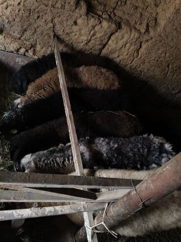 домик для кроликов: Продаю | Баран (самец) | Полукровка | На забой | Кастрированные — 6