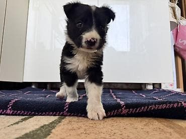 собака щенки: Колли, 1 месяц, Самка — 3