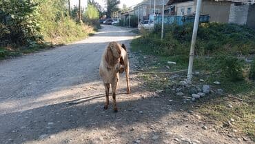 чистокровный английский: Сатам | Эчки (ургаачы) | Нубий | Көбөйтүү үчүн — 6