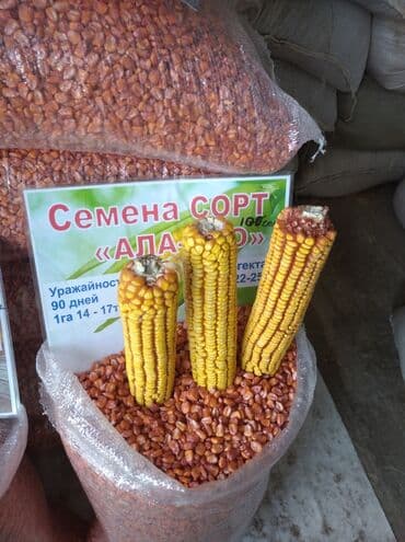 семена кукурузы бишкек: Семена: Кукуруза, Самовывоз — 1