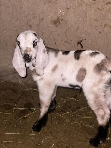 Аквариумы: Продаю | Козлёнок | Нубийская | Для разведения | Племенные — 1