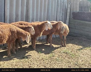 балык багуу: Сатам | Кочкор (эркек) — 1