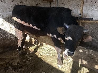 Аквариумдар: Сатам | Бука (эркек) | Бордоп семиртүү үчүн | Байланган — 2