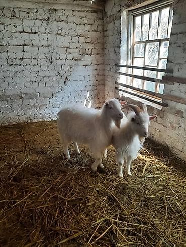 сколько стоит маленький жеребёнок: Продаю | Козёл (самец) | Зааненская | Для разведения — 1