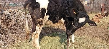 Иттер: Сатам | Кунаажын | Көбөйтүү үчүн | Кунажын — 1