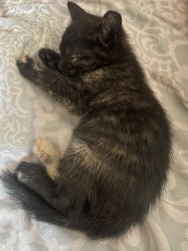 породистые кошки бишкек: Котята домашние, ласковые и игривые. Шотландские вислоухие/прямоухие — 4