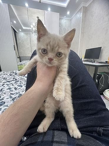 продам вислоухих котят: Британская короткошёрстная, 2 месяца, Мальчик, Рыжий, Приучена к лотку — 8