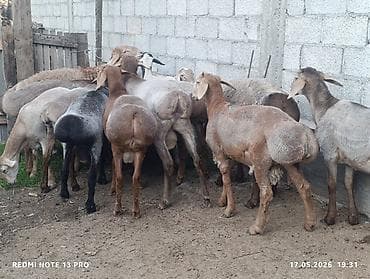 купить собаку кане корсо: Продаю | Баран (самец) | Романовская | Для разведения | Племенные — 1