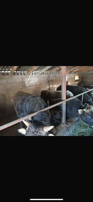 Зоотовары: 3 быка по 150 тысяч, а все трое будут 450тысяч. Быкам по 1году и — 1