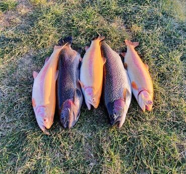 сколько зарабатывают переводчики английского языка в кыргызстане: Требуется сотрудник: Ресторан, Оплата Дважды в месяц — 2