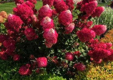 растения для аквариума: Гортензия Самарская Лидия есть в наличии пишем звоним кусты очень — 2