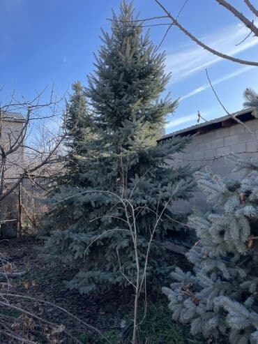 Саженцы деревьев: Ели