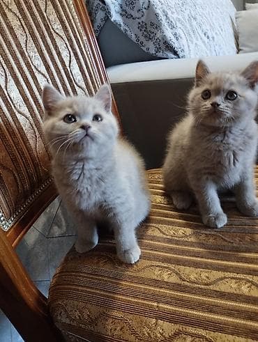 абиссинский кот: Британские короткошёрстные котята, окрасы лиловый/кремовый. - Порода — 2