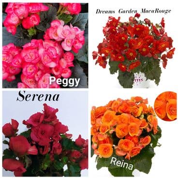 цветы на продажу: Детки бегоний элатиор по 150 с возможна отправка по регионам с — 8