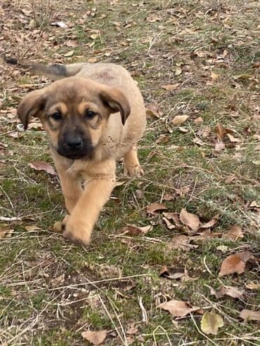 Собака даром: Дворняжка, 2 месяца, Самка at lalafo.kg Собака даром: Дворняжка, 2 месяца, Самка