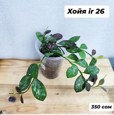 купить алоэ в бишкеке: Хойя (Hoya) - Хойя публикалис сплэш –Цена: 450 сом. - Хойя Мередити — 17