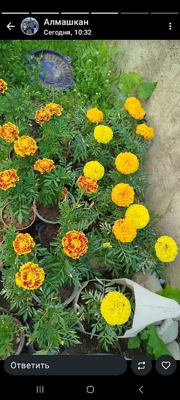 фикус триангулярис: Рассада и комнатные растения в горшках Предлагаются: - — 8