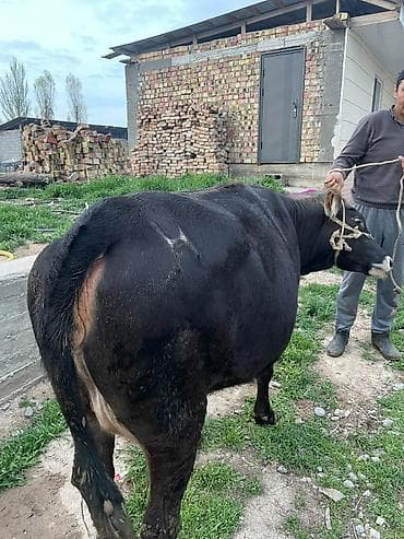 животные коровы: Продаю | Корова (самка) | Для молока | Привязанные — 6