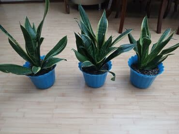 продам тыкву: Продаю сансиеверию, традесканцию и замиокулькас — 1