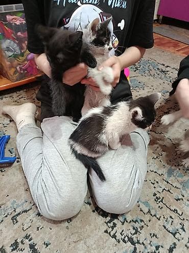 мышык кошка: Котята, помёт из нескольких малышей . Домашние, социальные, ручные — — 4