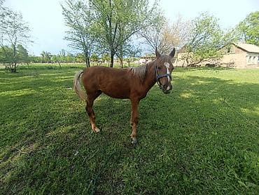 сибу ину: Продаю | Жеребенок | Дончак | Для разведения — 6